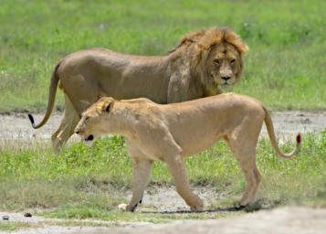 Ngorongoro Lions Breeding