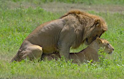 Ngorongoro Lions Breeding