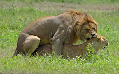 Ngorongoro Lions Breeding