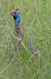 Helmeted Guineafowl