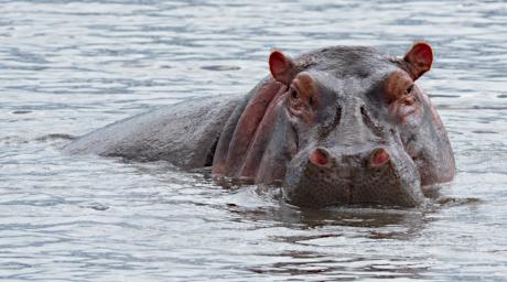 Ngorongoro Hippopotamus