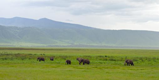 Ngorongoro Elephants