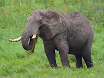 Ngorongoro Elephant