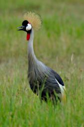Grey Crowned Crane