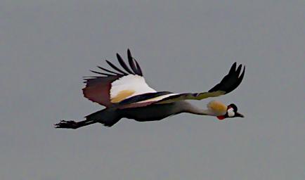 Grey Crowned Crane