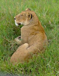 Ngorongoro Lioness