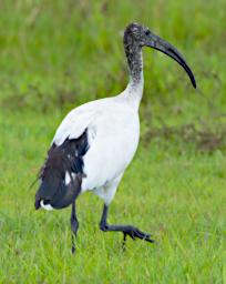 Sacred Ibis