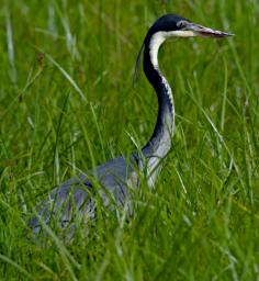 Black Headed Heron