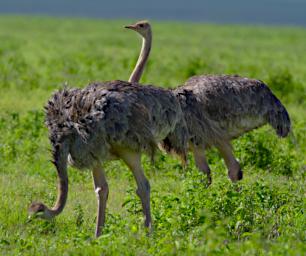 Ostrich