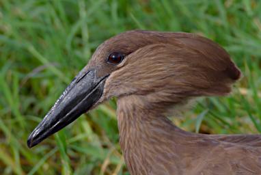 Hammerkop