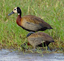White Faced Whistling Duck