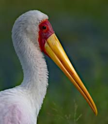 Yellow Billed Stork
