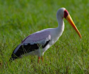 Yellow Billed Stork