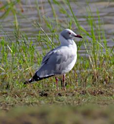 Grey Hooded Gull