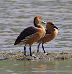 Fulvous Whistling Duck