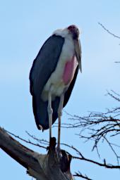 Marabou Stork