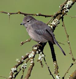 White Eyed Slaty Flycatcher
