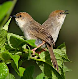 Hunters Cisticola