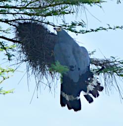 African Harrier Hawk