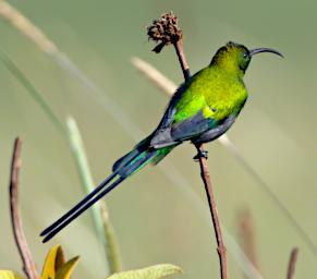 Malachite Sunbird
