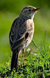 Bird Xxx