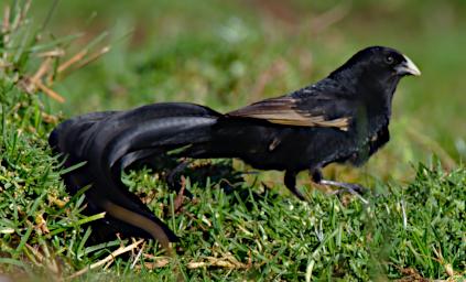 Jacksons Widowbird