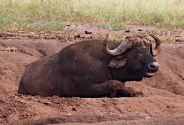 Seronera African Cape Buffalo P2290581