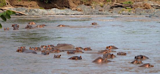 Seronera Hippo Pool P2290587