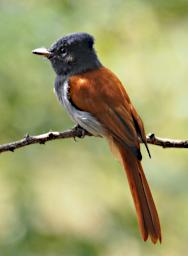 Seronera Bird African Paradise Flycatcher F P2290592