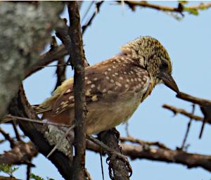 Seronera Bird Usambiro Barbet P2290612
