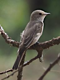 Seronera Bird African Grey Flycatcher P2290615