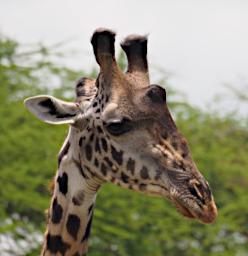 Seronera Giraffe P2290628