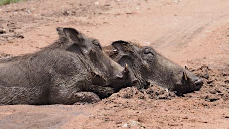 Seronera Warthogs P2290642