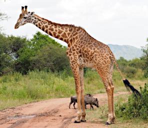 Seronera Giraffe Warthogs P2290644