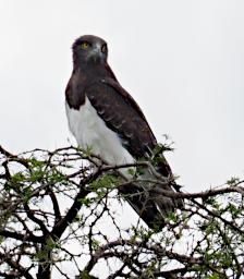 Seronera Bird Black Chested Snake Eagle P2290677