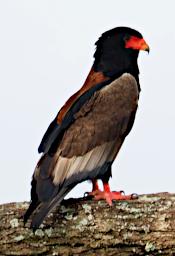 Seronera Bird Bateleur Eagle P2290701