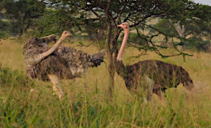 Seronera Bird Common Ostrich P2290711