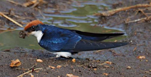 Seronera Bird Wire Tailed Swallow P2290715