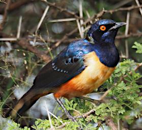 Seronera Bird Hildebrandts Starling P2290716