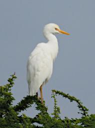 Seronera Bird Xxx Intermediate Egret P2290719