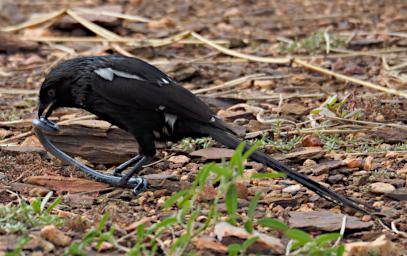 Seronera Bird  Magpie Shrike Worm P2290731
