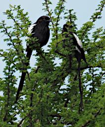 Seronera Bird Magpie Shrike P3010739