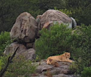 Seronera Lioness Cub P3010746