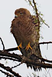Seronera Bird Greater Kestrel P3010756