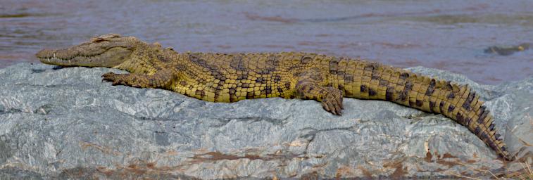 Seronera Crocodile