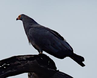 Seronera Bird Xxx Dark Chanting Goshawk