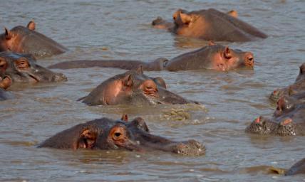 Seronera Hippo