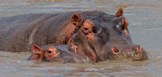 Seronera Hippo