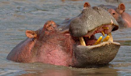 Seronera Hippo