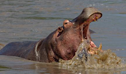 Seronera Hippo